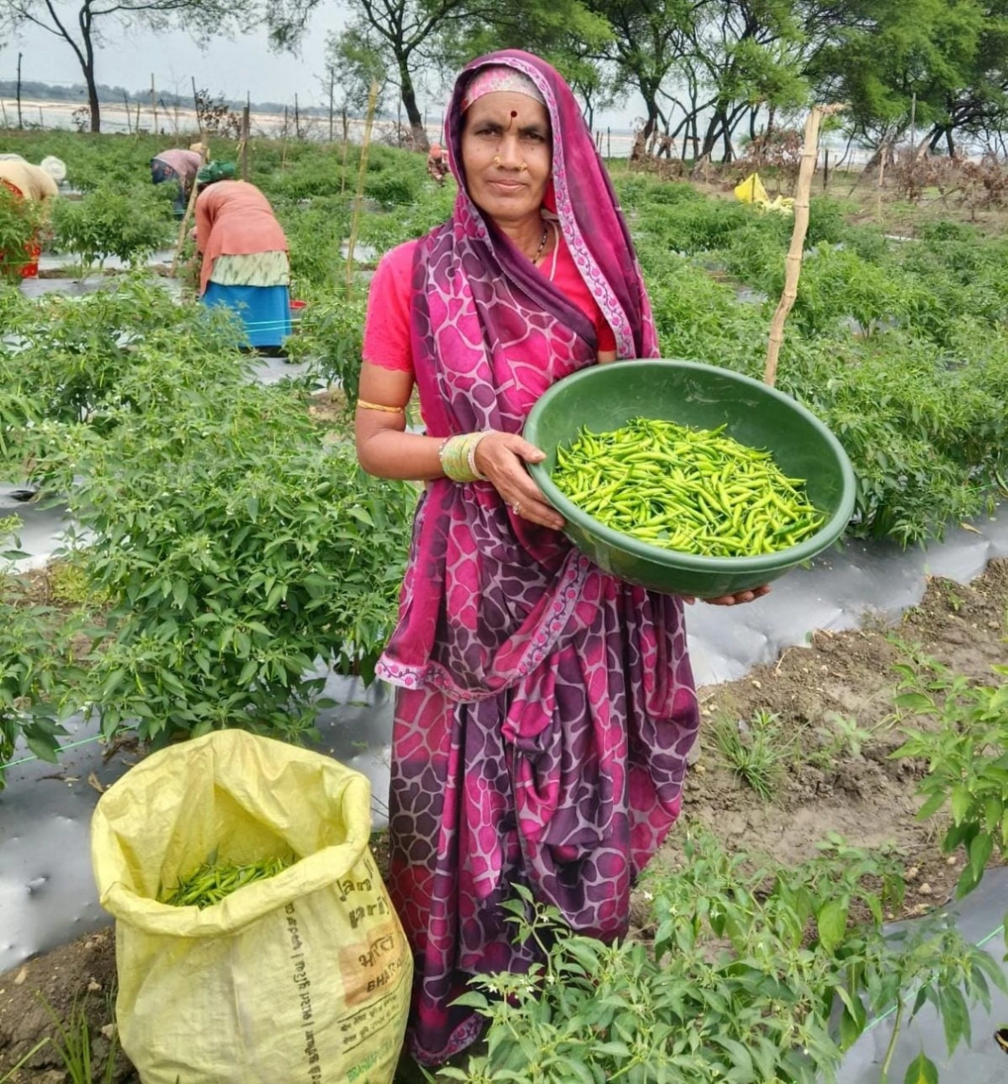 मिर्च की वैज्ञानिक खेती से Dashmat Sahu ने कमाए 2 लाख रुपये